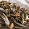 Buy Golden Teacher Mushroom