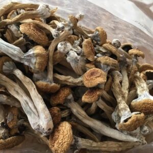 Buy Golden Teacher Mushroom