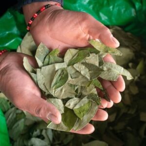 Coca Leaves in Australia
